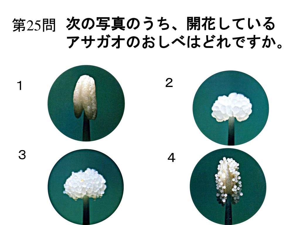 第25問 次の写真のうち、開花している アサガオのおしべはどれですか。 ２ １ ３ ４