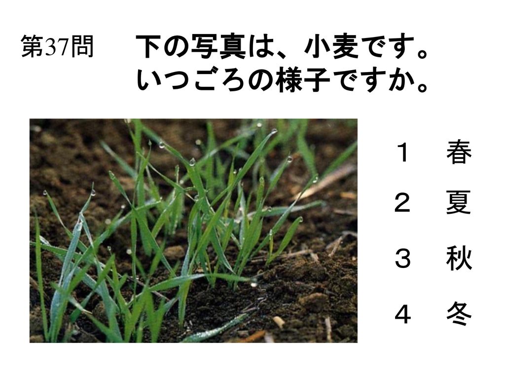 第37問 下の写真は、小麦です。 いつごろの様子ですか。 １ 春 ２ 夏 ３ 秋 ４ 冬