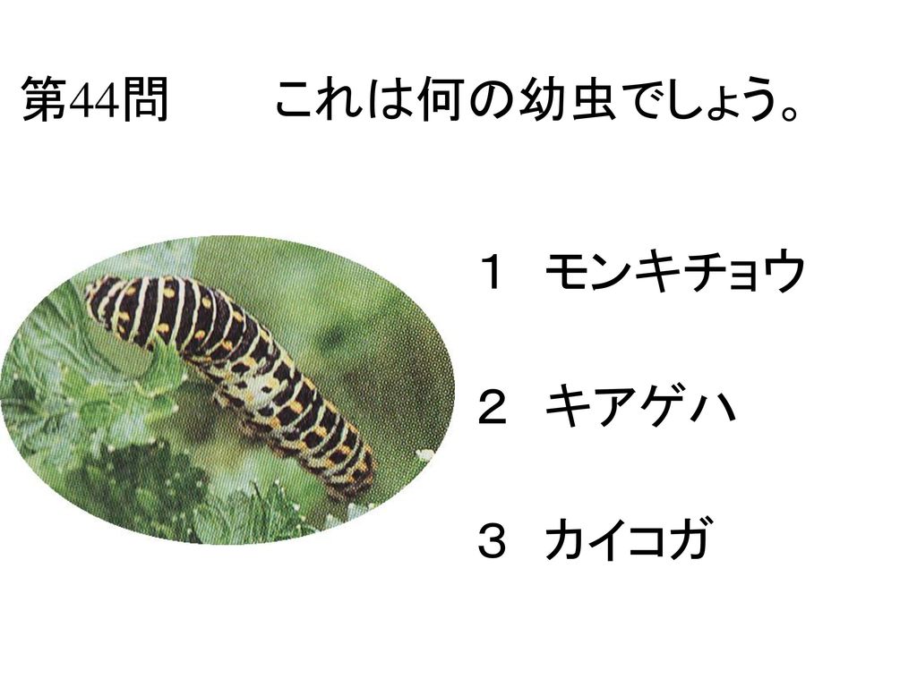 第44問 これは何の幼虫でしょう。 １ モンキチョウ ２ キアゲハ ３ カイコガ