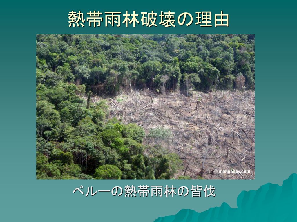 熱帯雨林破壊の理由 ペルーの熱帯雨林の皆伐