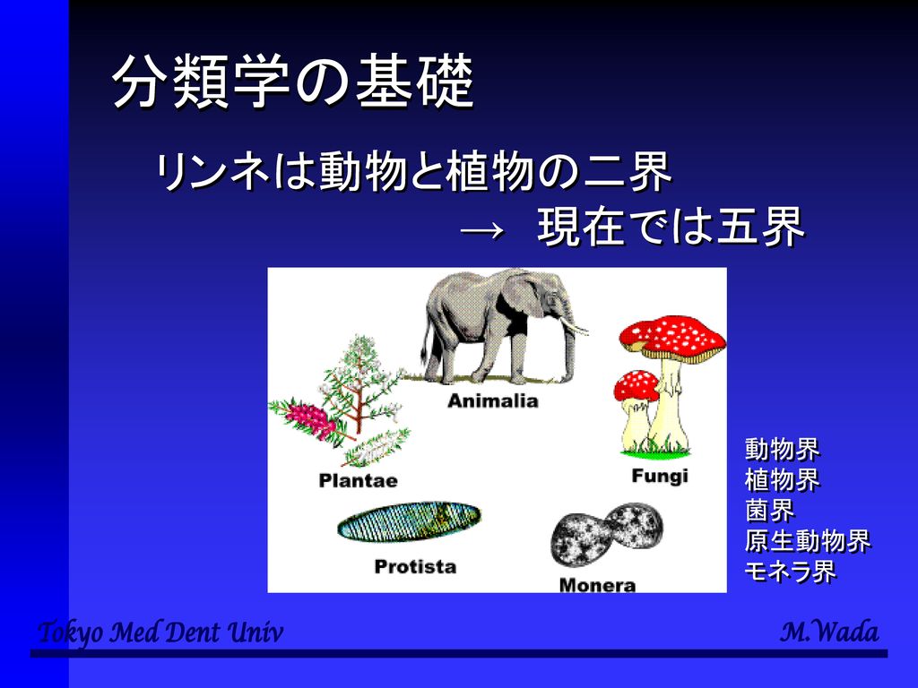 分類学の基礎 リンネは動物と植物の二界 → 現在では五界 動物界 植物界 菌界 原生動物界 モネラ界
