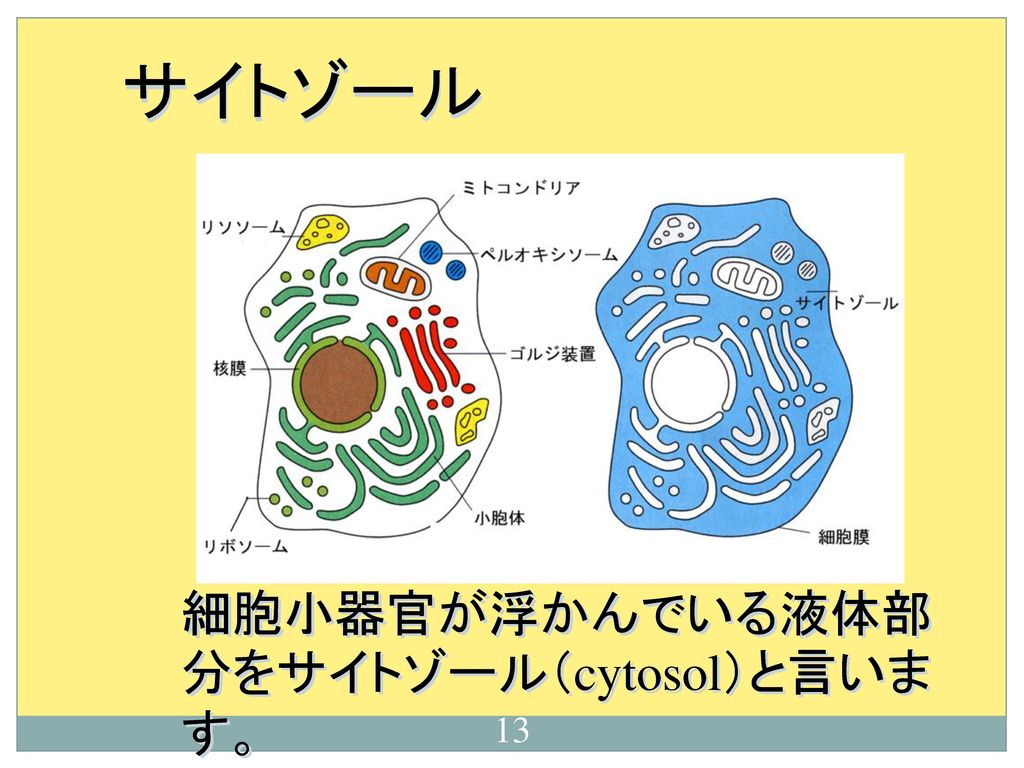 サイトゾール 細胞小器官が浮かんでいる液体部分をサイトゾール（cytosol）と言います。 13