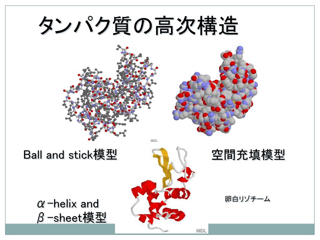 タンパク質の高次構造 Ball and stick模型 空間充填模型 卵白リゾチーム α-helix and β-sheet模型