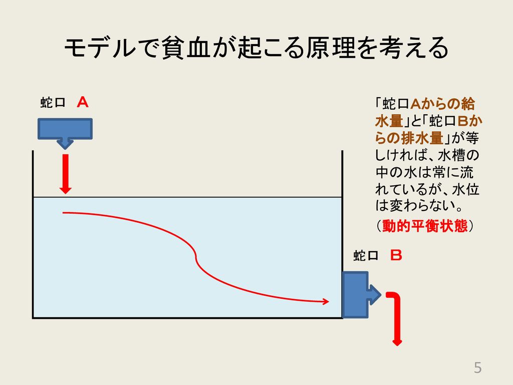 モデルで貧血が起こる原理を考える 「蛇口Ａからの給水量」と「蛇口Ｂからの排水量」が等しければ、水槽の中の水は常に流れているが、水位は変わらない。 （動的平衡状態）