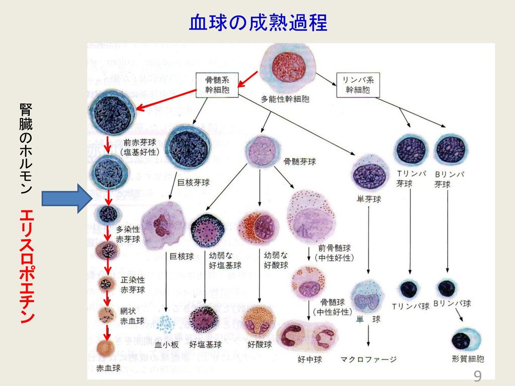 血球の成熟過程 腎臓のホルモン エリスロポエチン
