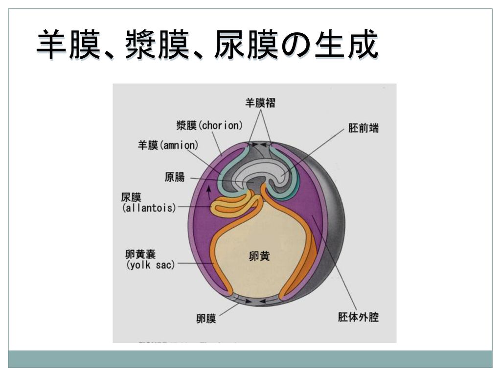 羊膜、漿膜、尿膜の生成