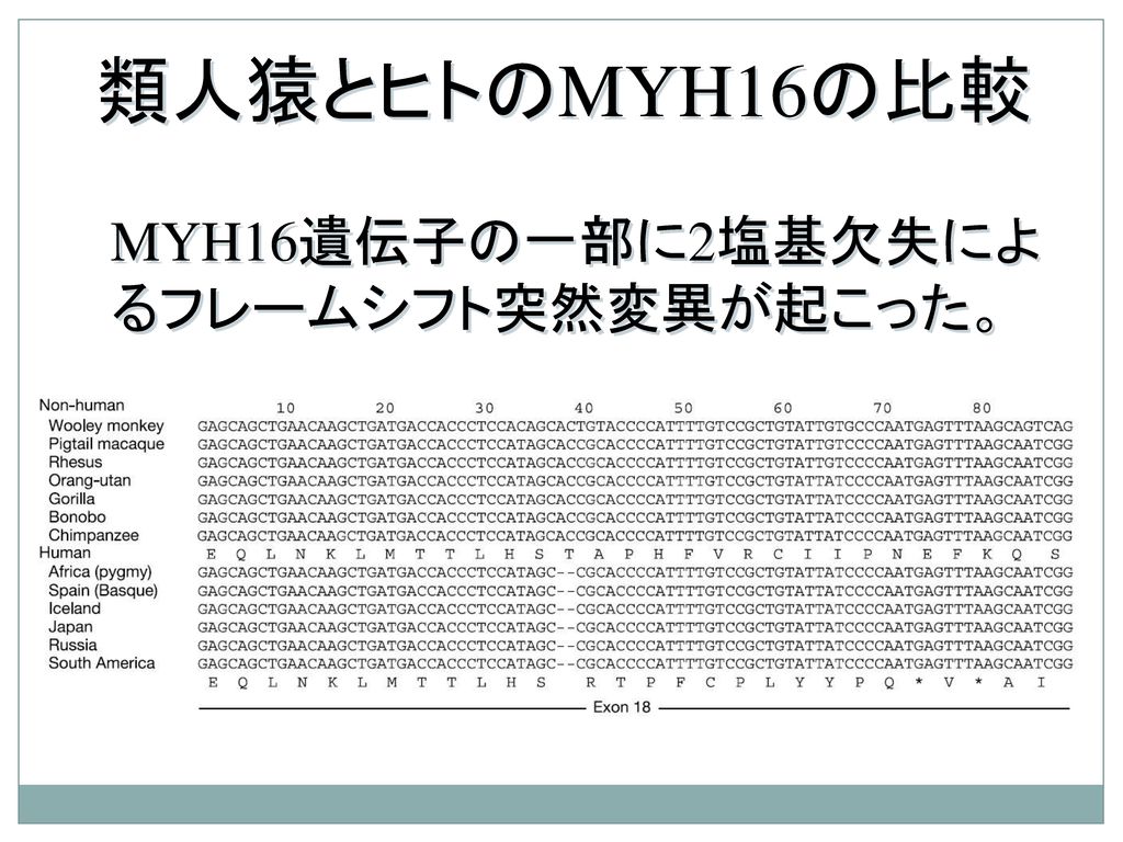 類人猿とヒトのMYH16の比較 MYH16遺伝子の一部に2塩基欠失によるフレームシフト突然変異が起こった。