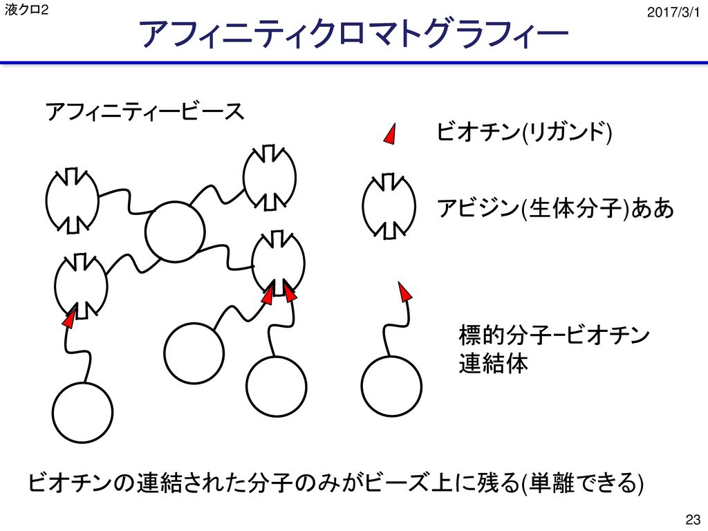 アフィニティクロマトグラフィー アフィニティービース ビオチン(リガンド) アビジン(生体分子)ああ 標的分子−ビオチン 連結体