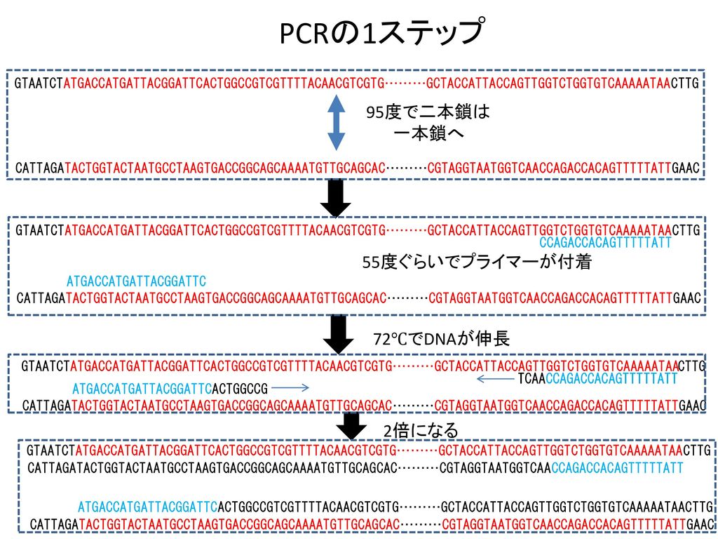 PCRの1ステップ 95度で二本鎖は 一本鎖へ 55度ぐらいでプライマーが付着 72℃でDNAが伸長 2倍になる