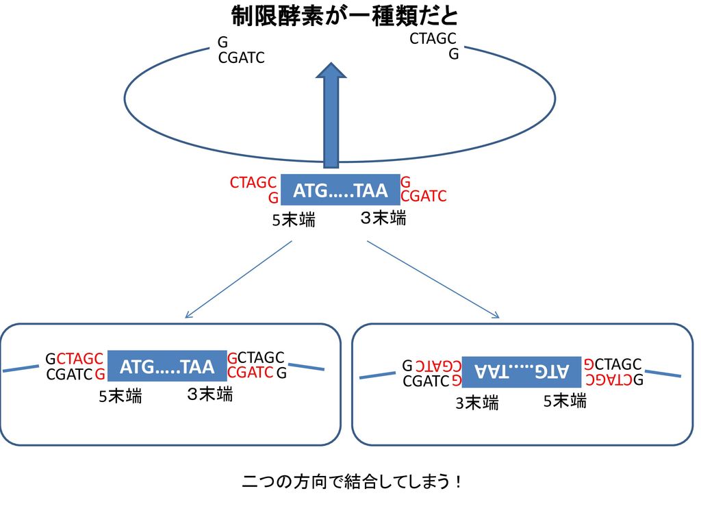 制限酵素が一種類だと ATG…..TAA ATG…..TAA ATG…..TAA G CTAGC CGATC G CTAGC G G