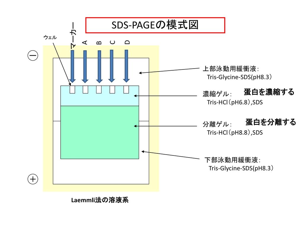 SDS-PAGEの模式図 マーカー A B C D ー 蛋白を濃縮する 蛋白を分離する ＋ 上部泳動用緩衝液：