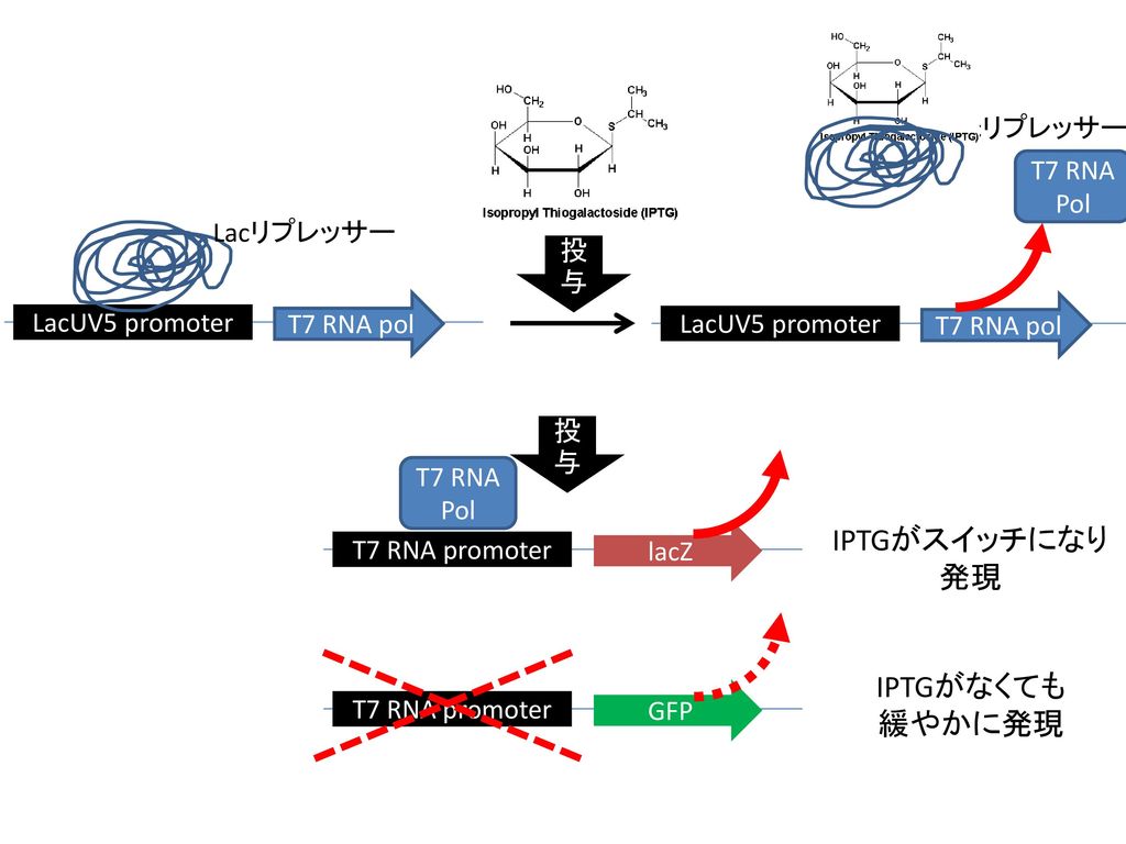 IPTGがスイッチになり 発現 IPTGがなくても 緩やかに発現 Lacリプレッサー T7 RNA Pol Lacリプレッサー 投与