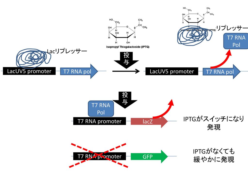 IPTGがスイッチになり 発現 IPTGがなくても 緩やかに発現 Lacリプレッサー T7 RNA Pol Lacリプレッサー 投与