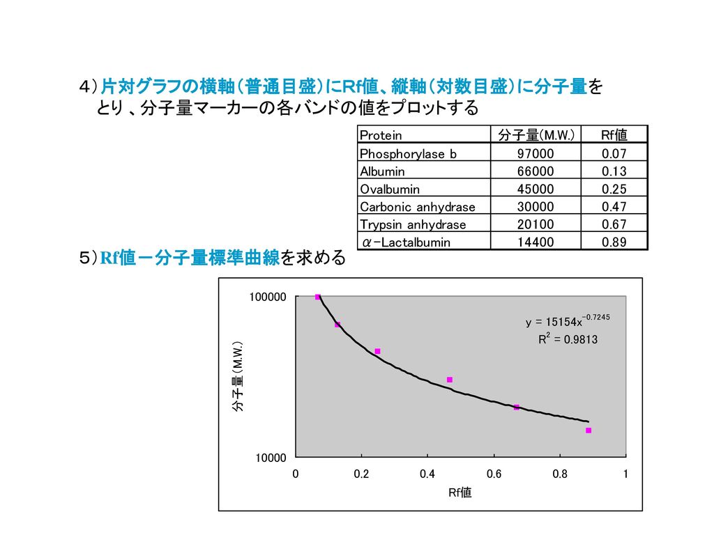 二次元電気泳動の基本 補足 分子量の求め方 前回 前々回と二次元電気泳動の基本について勉強しました Ppt Download