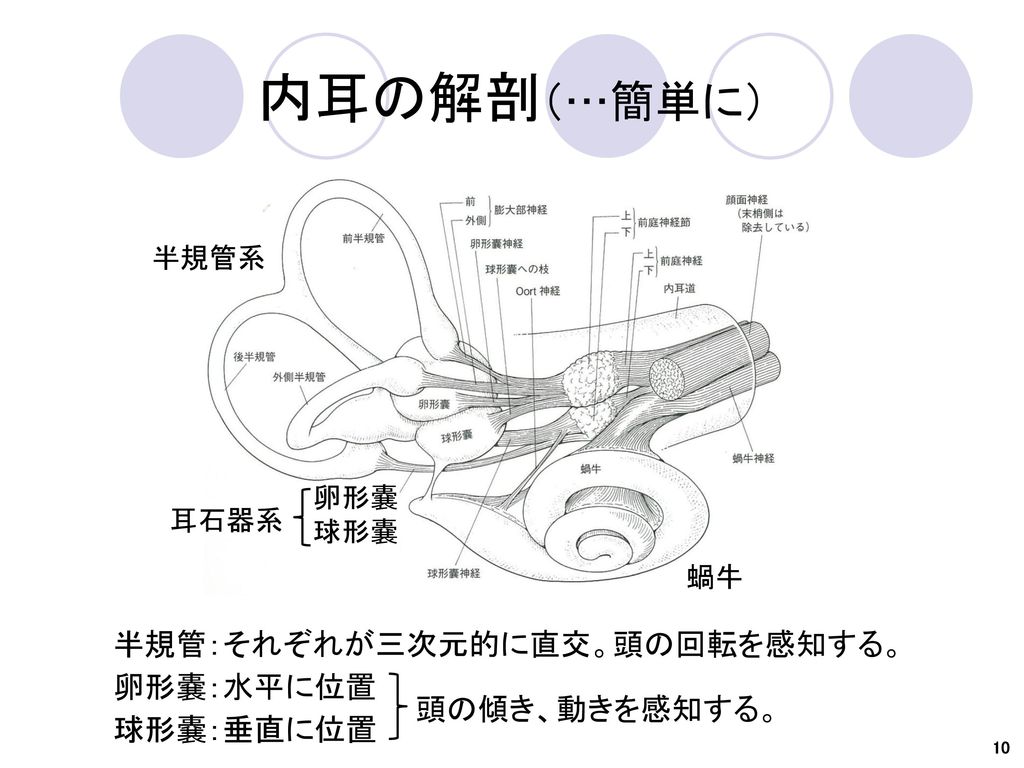 内耳の解剖（…簡単に） 半規管：それぞれが三次元的に直交。頭の回転を感知する。 卵形嚢：水平に位置 球形嚢：垂直に位置