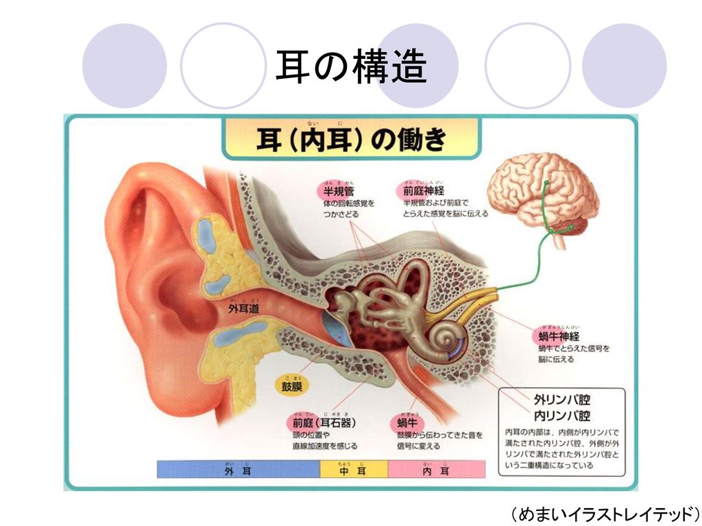 耳の構造 （めまいイラストレイテッド）