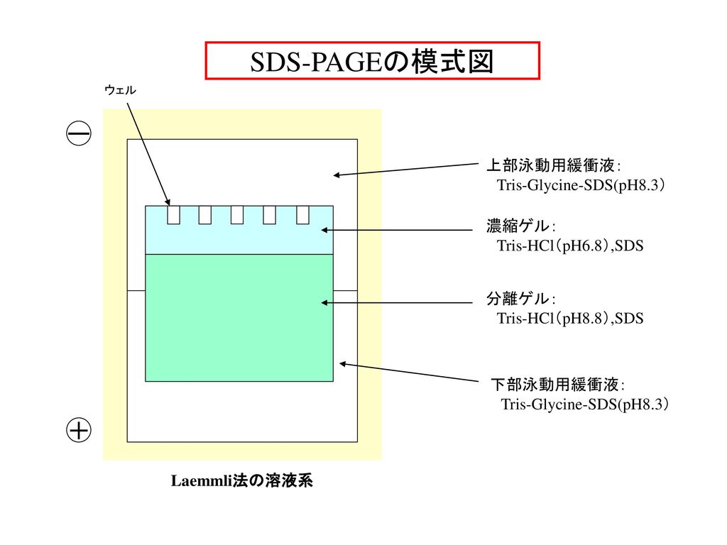 SDS-PAGEの模式図 ー ＋ 上部泳動用緩衝液： Tris-Glycine-SDS(pH8.3） 濃縮ゲル：