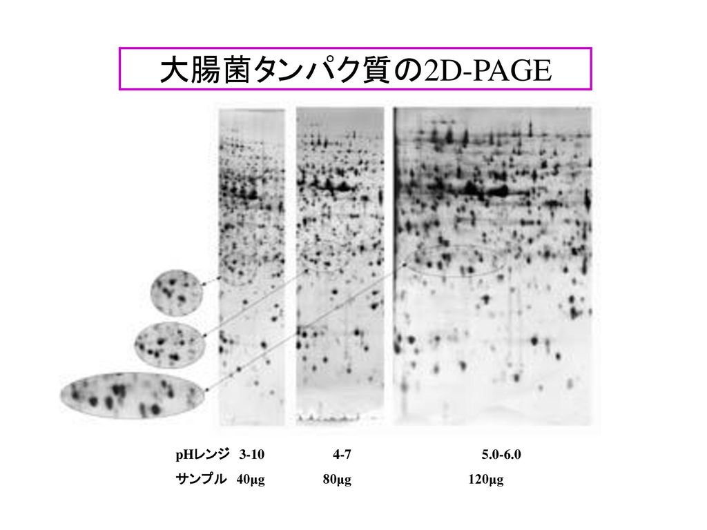 大腸菌タンパク質の2D-PAGE pHレンジ サンプル 40μg 80μg 120μg