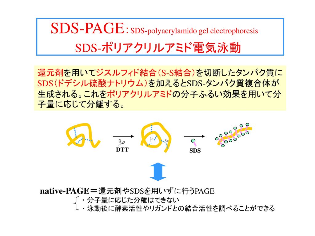 SDS-PAGE：SDS-polyacrylamido gel electrophoresis SDS-ポリアクリルアミド電気泳動