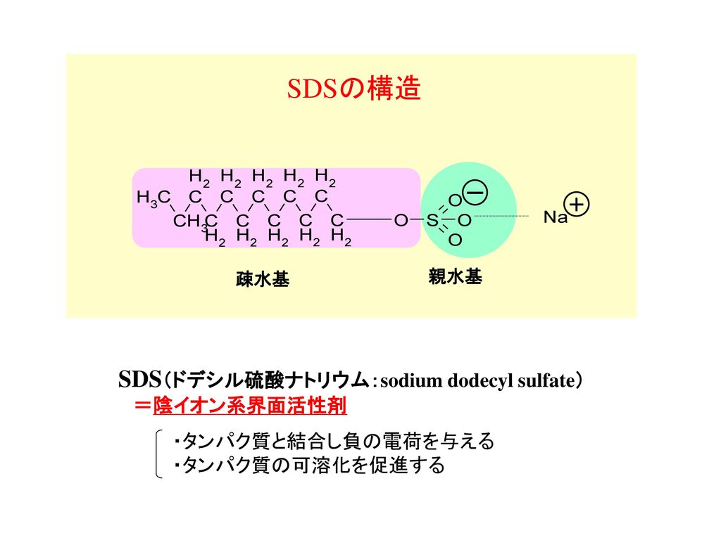 SDSの構造 SDS（ドデシル硫酸ナトリウム：sodium dodecyl sulfate） ＝陰イオン系界面活性剤
