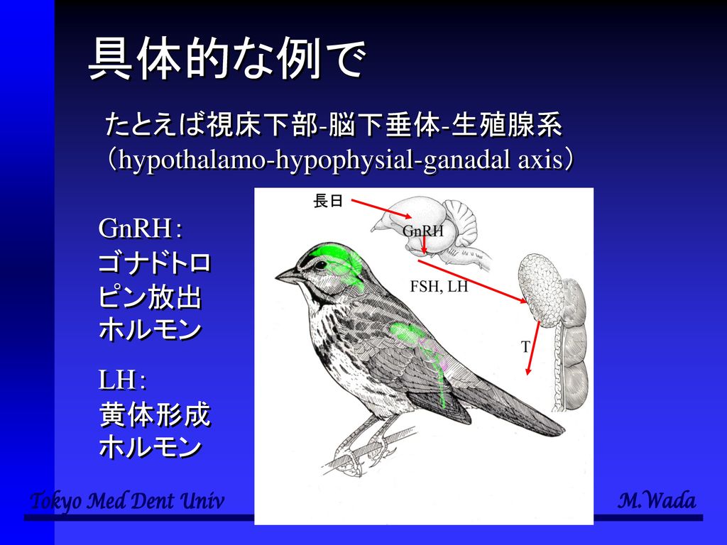 具体的な例で たとえば視床下部-脳下垂体-生殖腺系 （hypothalamo-hypophysial-ganadal axis） GnRH：