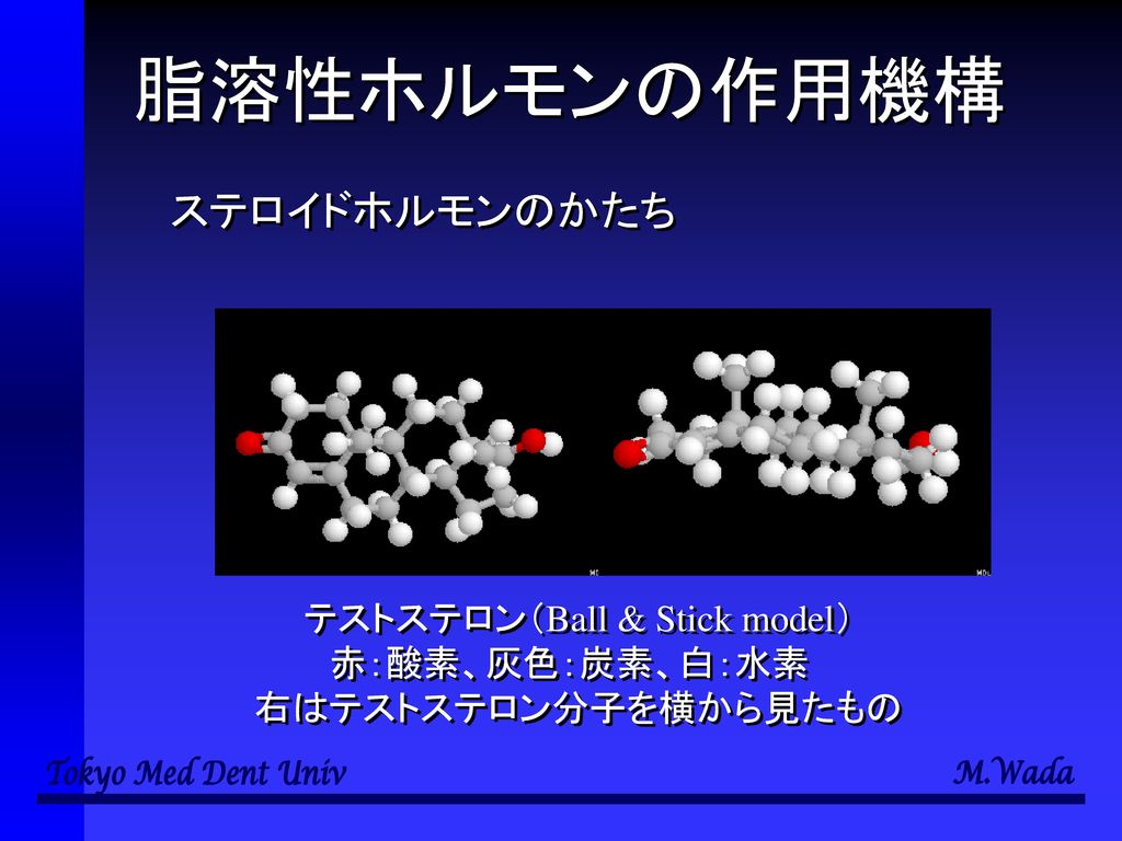 脂溶性ホルモンの作用機構 ステロイドホルモンのかたち テストステロン（Ball & Stick model）