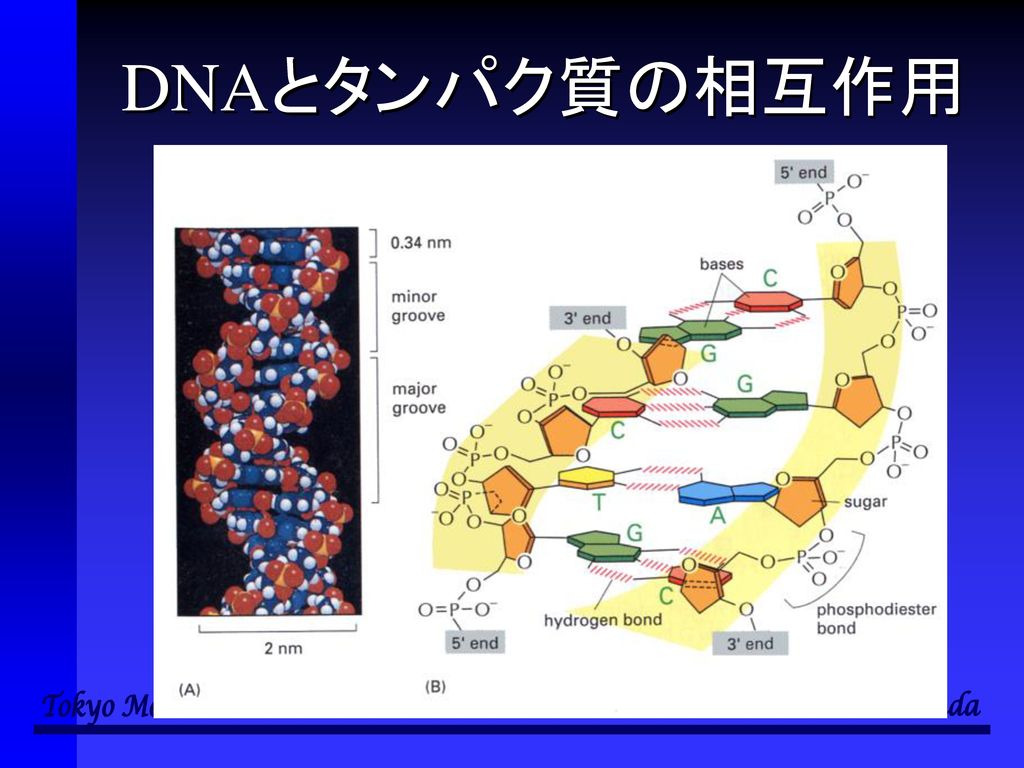 DNAとタンパク質の相互作用