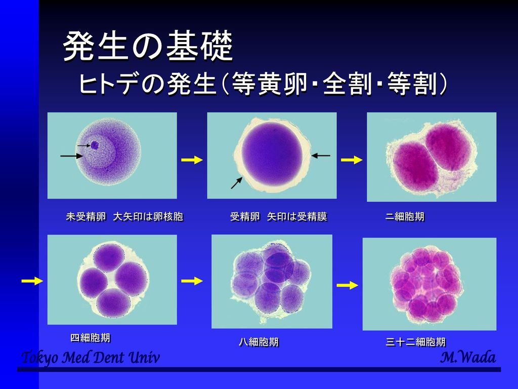 発生の基礎 ヒトデの発生（等黄卵・全割・等割） 未受精卵 大矢印は卵核胞 受精卵 矢印は受精膜 ニ細胞期 四細胞期 八細胞期 三十二細胞期
