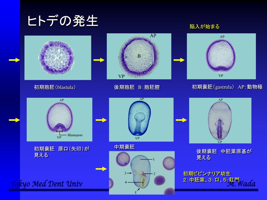 ヒトデの発生 陥入が始まる 初期胞胚（blastula） 後期胞胚 B：胞胚腔 初期嚢胚（gastrula） AP：動物極 中期嚢胚