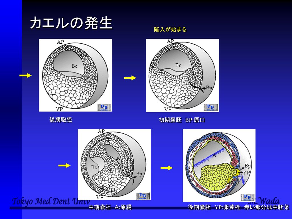 カエルの発生 陥入が始まる 後期胞胚 初期嚢胚 BP:原口 中期嚢胚 Ａ:原腸 後期嚢胚 YP:卵黄栓 赤い部分は中胚葉