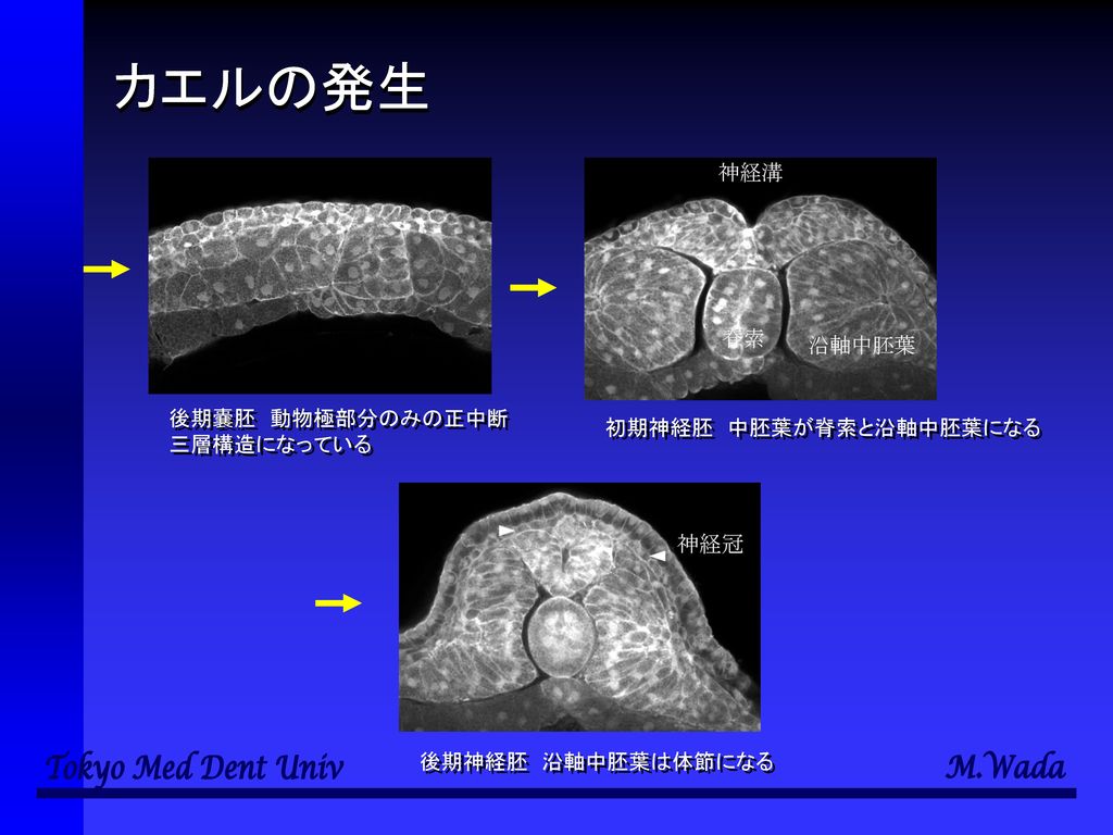カエルの発生 後期嚢胚 動物極部分のみの正中断 三層構造になっている 初期神経胚 中胚葉が脊索と沿軸中胚葉になる