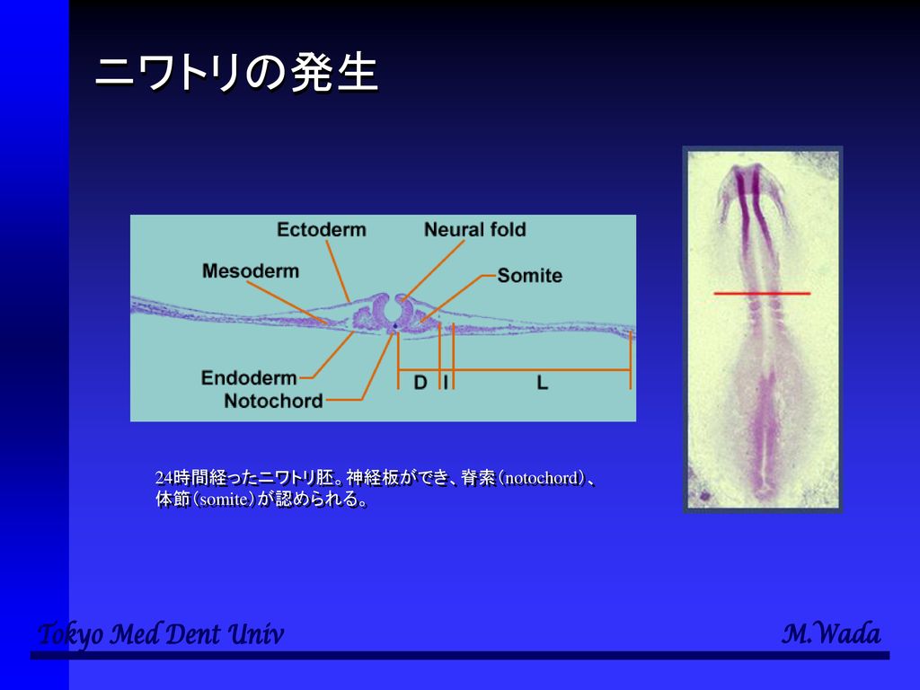 ニワトリの発生 24時間経ったニワトリ胚。神経板ができ、脊索（notochord）、 体節（somite）が認められる。