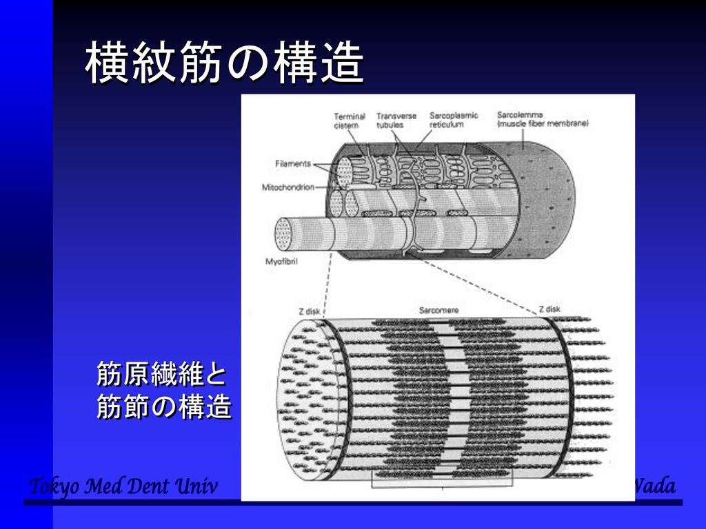 横紋筋の構造 筋原繊維と 筋節の構造