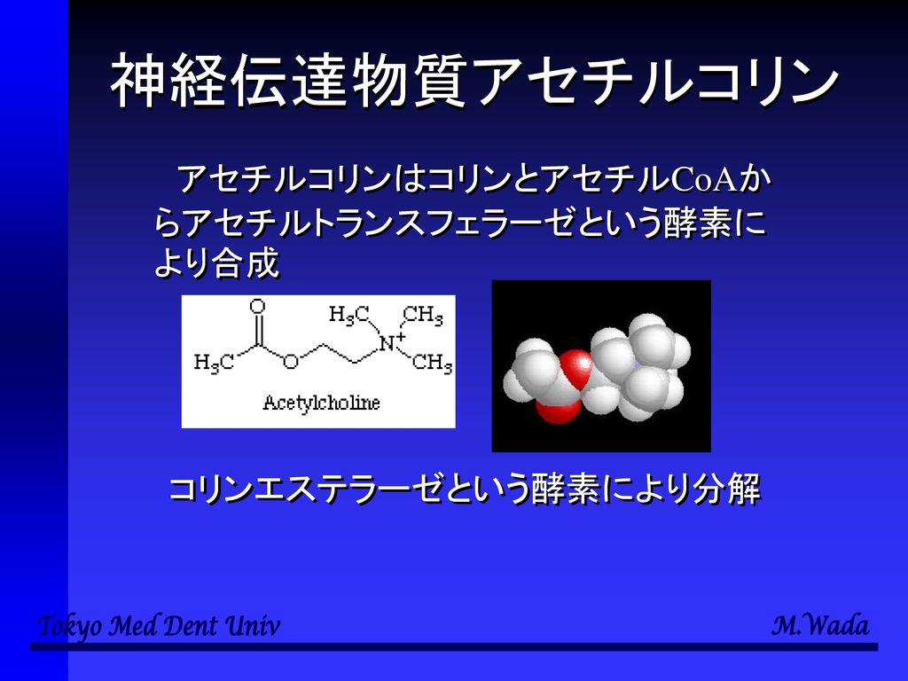 神経伝達物質アセチルコリン アセチルコリンはコリンとアセチルCoAからアセチルトランスフェラーゼという酵素により合成