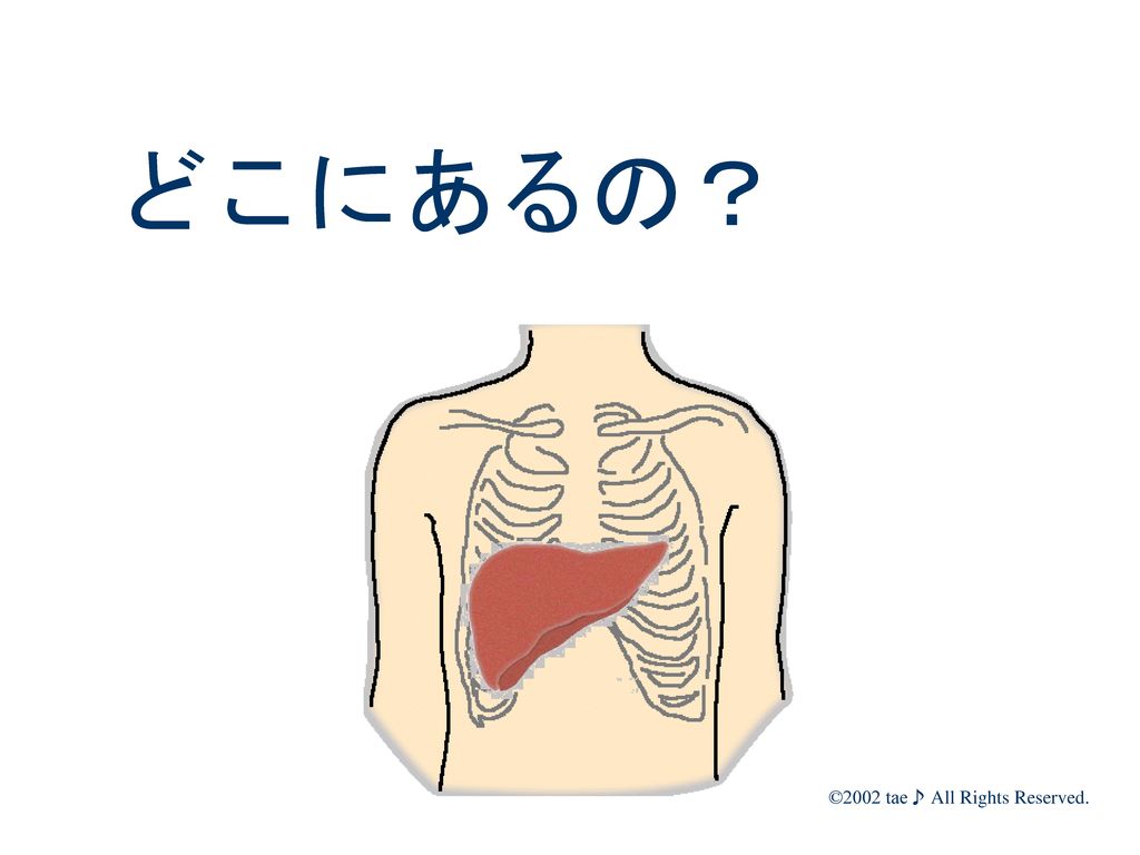 どこにあるの？ さて、まず、肝臓の場所を知っていますか？ 肝臓は、主に、右の肋骨で守られています。 肝臓が腫れると、肋骨弓からはみ出すので、
