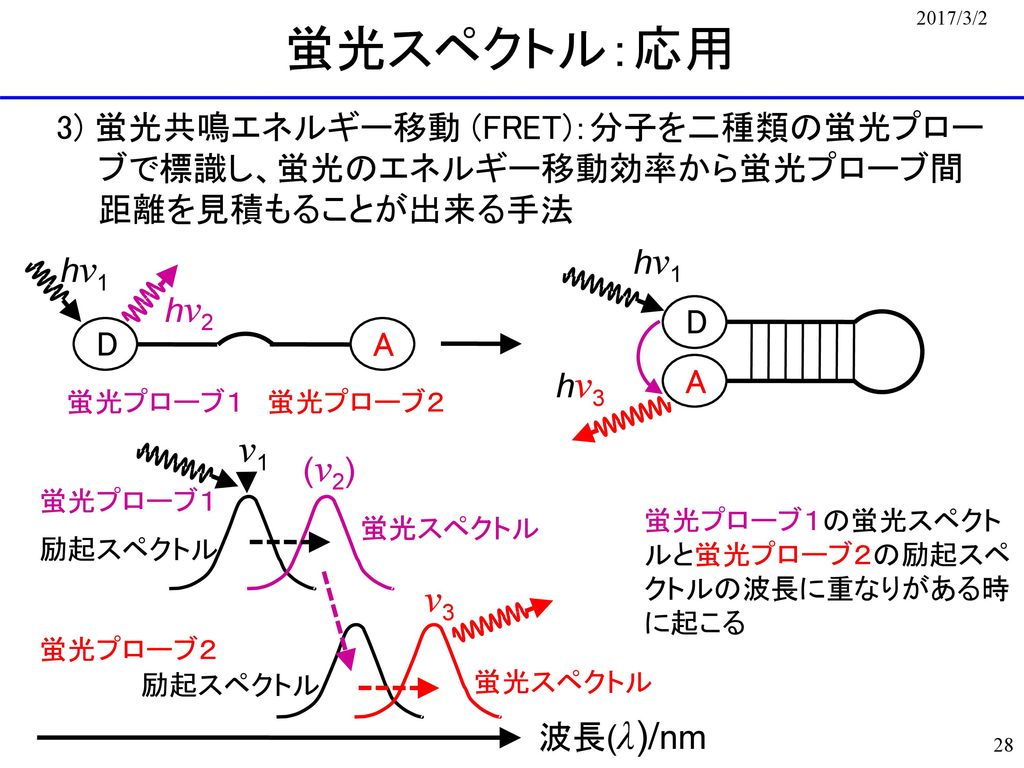 蛍光スペクトル：応用 ν1 ν3 3) 蛍光共鳴エネルギー移動 (FRET)：分子を二種類の蛍光プロー