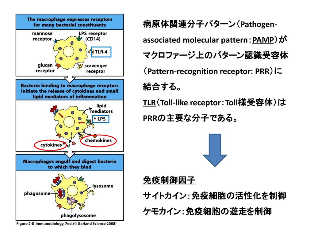 病原体関連分子パターン（Pathogen-associated molecular pattern：PAMP）がマクロファージ上のパターン認識受容体（Pattern-recognition receptor: PRR）に結合する。