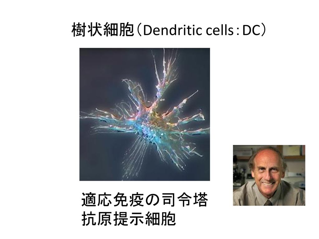 樹状細胞（Dendritic cells：DC）
