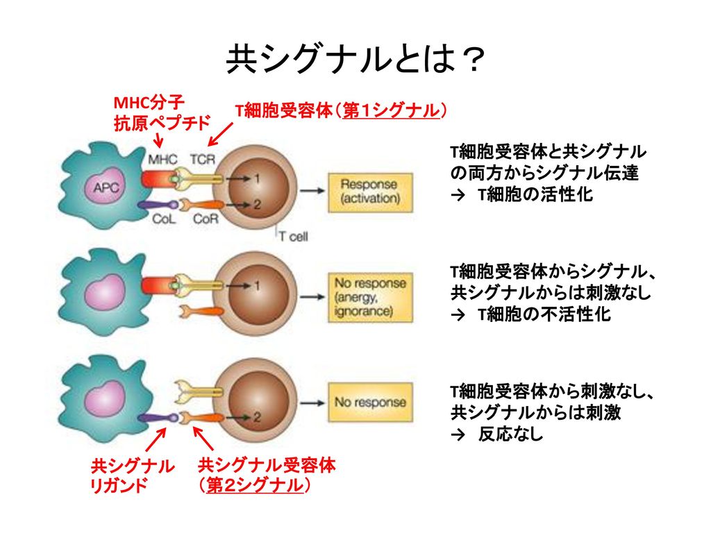 共シグナルとは？ MHC分子 T細胞受容体（第１シグナル） 抗原ペプチド T細胞受容体と共シグナルの両方からシグナル伝達 → T細胞の活性化