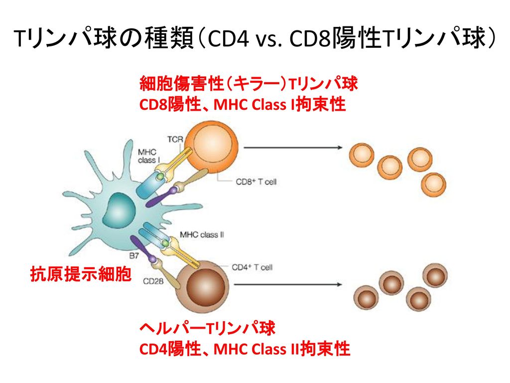 Tリンパ球の種類（CD4 vs. CD8陽性Tリンパ球）