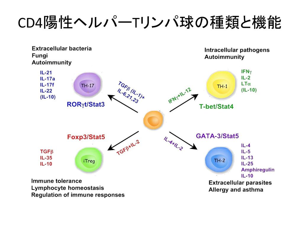 CD4陽性ヘルパーTリンパ球の種類と機能