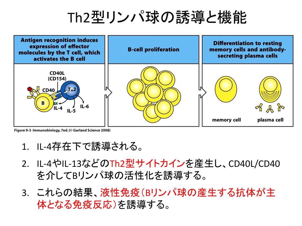 Th2型リンパ球の誘導と機能 IL-4存在下で誘導される。