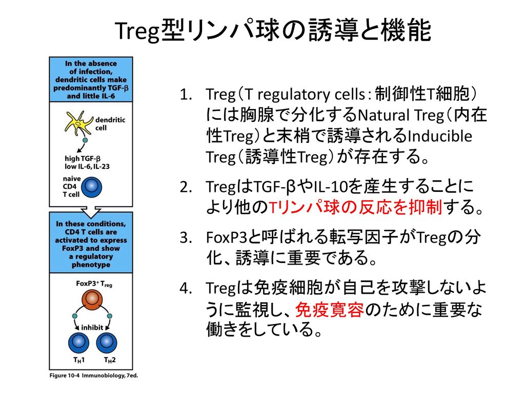 Treg型リンパ球の誘導と機能 Treg（T regulatory cells：制御性T細胞） には胸腺で分化するNatural Treg（内在 性Treg）と末梢で誘導されるInducible Treg（誘導性Treg）が存在する。