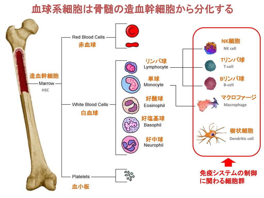 血球系細胞は骨髄の造血幹細胞から分化する