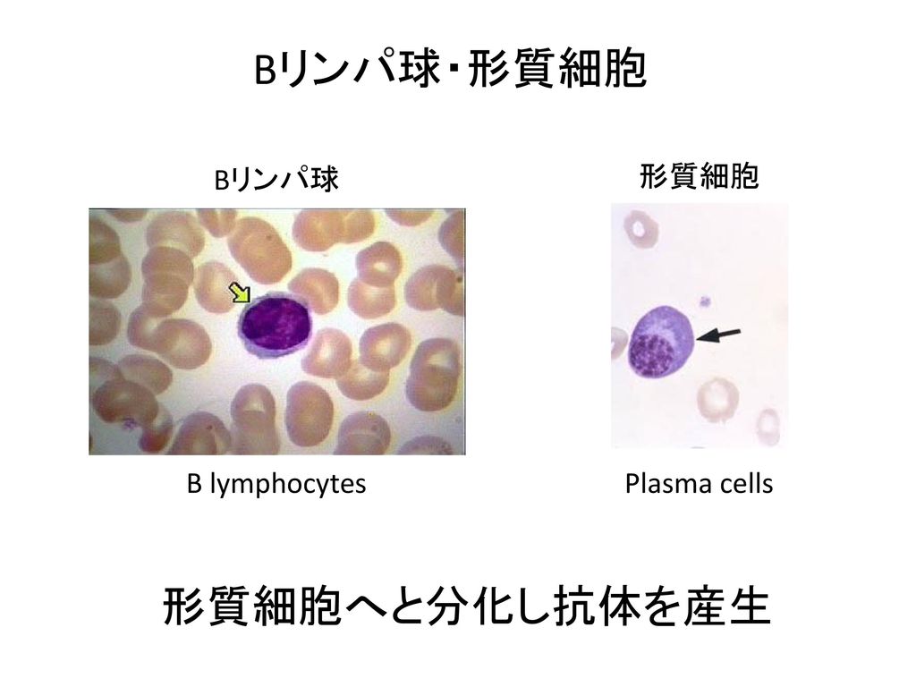 Bリンパ球・形質細胞 Bリンパ球 形質細胞 B lymphocytes Plasma cells 形質細胞へと分化し抗体を産生