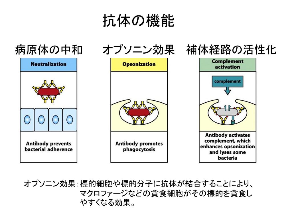 抗体の機能 病原体の中和 オプソニン効果 補体経路の活性化