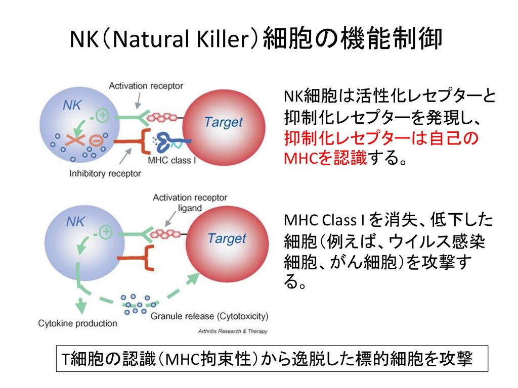 NK（Natural Killer）細胞の機能制御