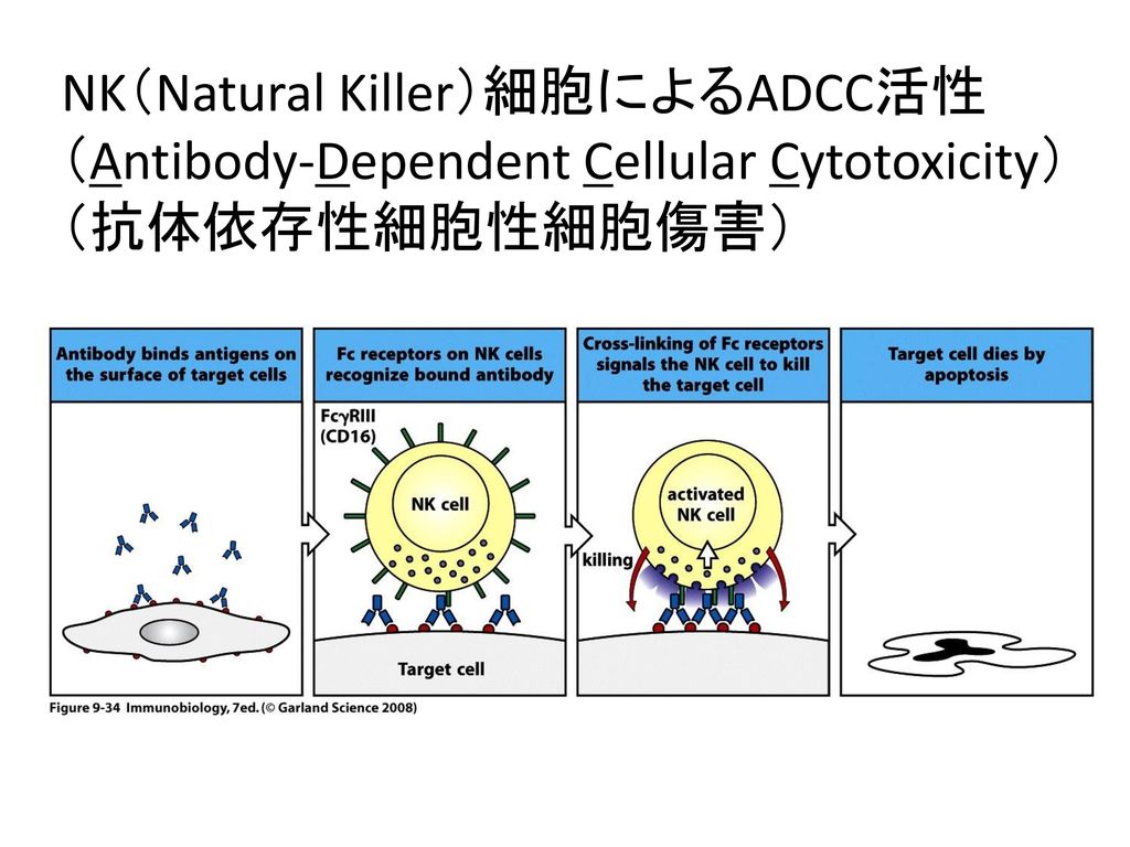 NK（Natural Killer）細胞によるADCC活性