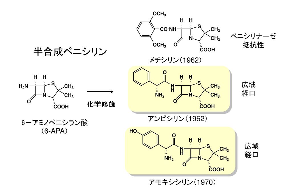 半合成ペニシリン ペニシリナーゼ 抵抗性 メチシリン（1962） 広域 経口 化学修飾 アンピシリン（1962） 6－アミノペニシラン酸