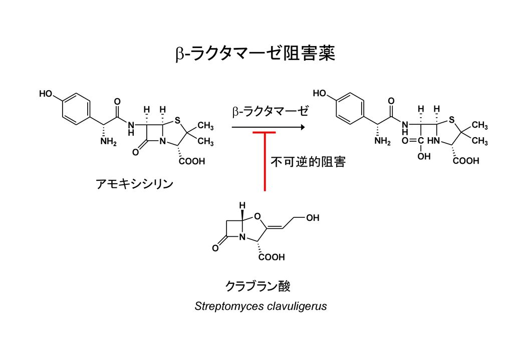 b-ラクタマーゼ阻害薬 b-ラクタマーゼ 不可逆的阻害 アモキシシリン クラブラン酸 Streptomyces clavuligerus